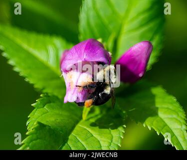 Eine Hummel, die sich in einem Garten in Speculator, NY, ernährt und rosa Turtelkopf bestäubt Stockfoto