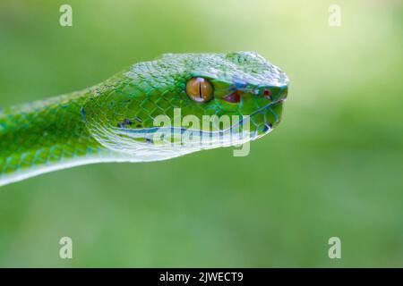 Nahaufnahme des Kopfes einer grünen Baumgrube-Viper vor grünem Hintergrund, Indonesien Stockfoto
