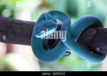 Nahaufnahme einer Inselgrube mit weißen Lippen an einem Zweig in Indonesien Stockfoto