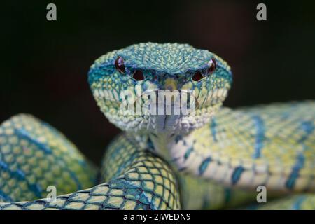 Nahaufnahme einer Wagler's Pit Viper (Tropidolaemus wagleri), Indonesien Stockfoto