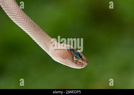 Nahaufnahme eines Insekts auf dem Kopf einer Mangrovengrube-Viper (Trimeresurus purpureomaculatus), Indonesien Stockfoto