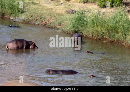 Hippos im Fluss, Krüger-Nationalpark, Südafrika Stockfoto