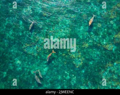 Luftaufnahme von fünf Dugongs, die im Ozean schwimmen, Sangihe Island, Nord-Sulawesi, Indonesien Stockfoto