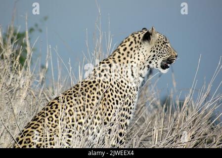 Nahaufnahme eines Leoparden im Busch, Südafrika Stockfoto