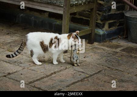 Hauskatze mit seinem jungen Kaninchen töten Stockfoto