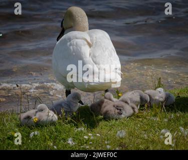 Ein weißer Schwan mit den Babys am Ufer eines Sees Stockfoto