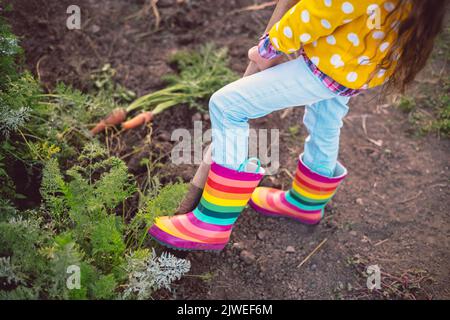 Kleine Gärtnerin im Gemüsegarten hält frische biologische gerade geerntete Karotten und Schaufel. Bauern- und selbst angebautes Bio-Gemüse. Stockfoto