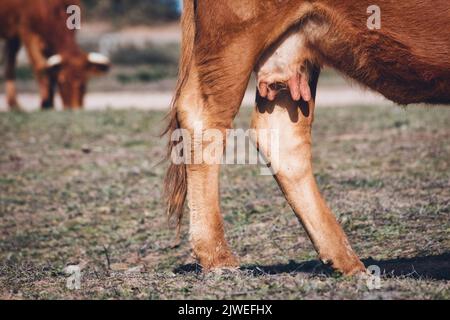 Selektive Nahaufnahme von Eutern einer braunen Kuh auf einem landwirtschaftlichen Feld in einem Betrieb Stockfoto