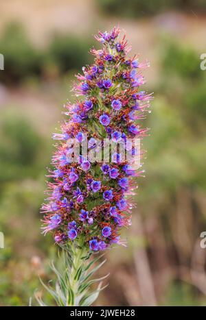 Blütenpracht von Madeira (Echium candicans), Paúl da Serra, Madeira, Portugal Stockfoto