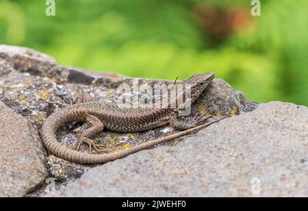 Madeira-Mauereidechse (Teira dugesii), Madeira, Portugal Stockfoto