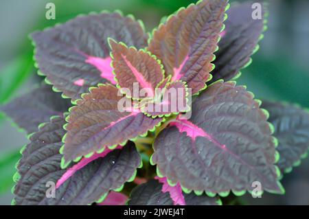 Plectranthus scutellarioides oder Coleus, bemalte Brennnesselpflanze Stockfoto