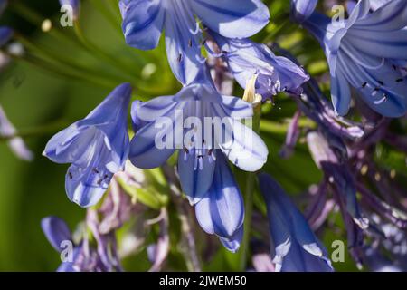 Agapanthus praecox, blaue Lilienblüte, Nahaufnahme. Afrikanische Lilie oder Nillilie ist eine beliebte Gartenpflanze in der Familie der Amaryllidaceae. C Stockfoto