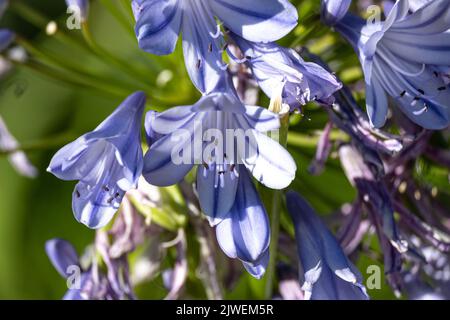 Agapanthus praecox, blaue Lilienblüte, Nahaufnahme. Afrikanische Lilie oder Nillilie ist eine beliebte Gartenpflanze in der Familie der Amaryllidaceae. C Stockfoto