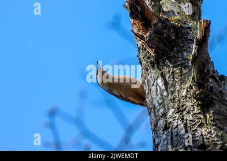 Eine Aufnahme eines eurasischen oder hölzernen Akts (Sitta europaea), der auf einem Baumstamm thront, aus tiefem Winkel Stockfoto