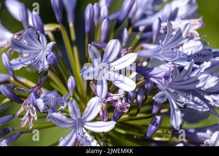 Agapanthus praecox, blaue Lilienblüte, Nahaufnahme. Afrikanische Lilie oder Nillilie ist eine beliebte Gartenpflanze in der Familie der Amaryllidaceae. C Stockfoto