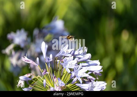 Agapanthus praecox, blaue Lilienblüte, Nahaufnahme. Afrikanische Lilie oder Nillilie ist eine beliebte Gartenpflanze in der Familie der Amaryllidaceae. C Stockfoto