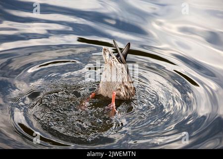 Stockente, die mit den Pfoten ins Wasser taucht. Weibliche Wildente füttert am Herbstsee Stockfoto