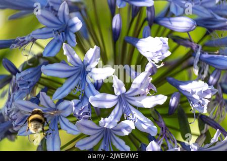 Agapanthus praecox, blaue Lilienblüte, Nahaufnahme. Afrikanische Lilie oder Nillilie ist eine beliebte Gartenpflanze in der Familie der Amaryllidaceae. C Stockfoto