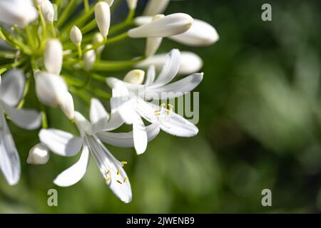 Agapanthus praecox, blaue Lilienblüte, Nahaufnahme. Afrikanische Lilie oder Nillilie ist eine beliebte Gartenpflanze in der Familie der Amaryllidaceae. C Stockfoto