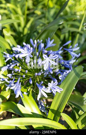 Agapanthus praecox, blaue Lilienblüte, Nahaufnahme. Afrikanische Lilie oder Nillilie ist eine beliebte Gartenpflanze in der Familie der Amaryllidaceae. C Stockfoto