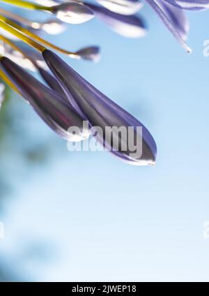 Agapanthus praecox, blaue Lilienblüte, Nahaufnahme. Afrikanische Lilie oder Nillilie ist eine beliebte Gartenpflanze in der Familie der Amaryllidaceae. C Stockfoto
