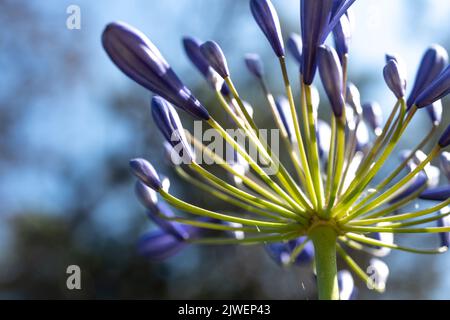 Agapanthus praecox, blaue Lilienblüte, Nahaufnahme. Afrikanische Lilie oder Nillilie ist eine beliebte Gartenpflanze in der Familie der Amaryllidaceae. C Stockfoto