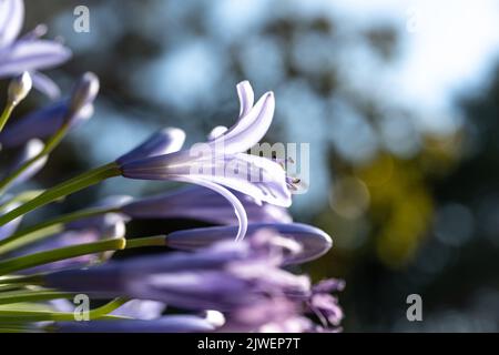 Agapanthus praecox, blaue Lilienblüte, Nahaufnahme. Afrikanische Lilie oder Nillilie ist eine beliebte Gartenpflanze in der Familie der Amaryllidaceae. C Stockfoto