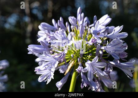 Agapanthus praecox, blaue Lilienblüte, Nahaufnahme. Afrikanische Lilie oder Nillilie ist eine beliebte Gartenpflanze in der Familie der Amaryllidaceae. C Stockfoto