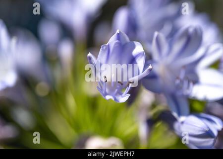 Agapanthus praecox, blaue Lilienblüte, Nahaufnahme. Afrikanische Lilie oder Nillilie ist eine beliebte Gartenpflanze in der Familie der Amaryllidaceae. C Stockfoto