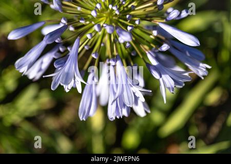 Agapanthus praecox, blaue Lilienblüte, Nahaufnahme. Afrikanische Lilie oder Nillilie ist eine beliebte Gartenpflanze in der Familie der Amaryllidaceae. C Stockfoto