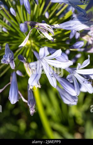 Agapanthus praecox, blaue Lilienblüte, Nahaufnahme. Afrikanische Lilie oder Nillilie ist eine beliebte Gartenpflanze in der Familie der Amaryllidaceae. C Stockfoto