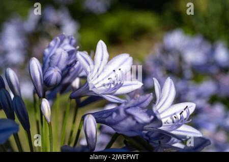 Agapanthus praecox, blaue Lilienblüte, Nahaufnahme. Afrikanische Lilie oder Nillilie ist eine beliebte Gartenpflanze in der Familie der Amaryllidaceae. C Stockfoto