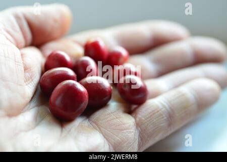 Frisch gepflückte Kaffeekirschen in der Hand des Kaffeepickers Stockfoto