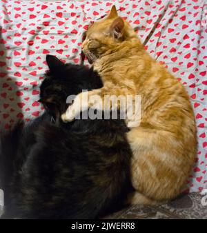 Rotes Kätzchen und seine schwarze mutter schlafen in Umarmung Stockfoto