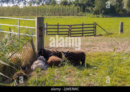 Die kleine Gruppe der Schafe sucht Schatten an einem sehr heißen Tag in der Nähe eines breiten Pfahls in einem trockenen ditch.in Niederlande Stockfoto