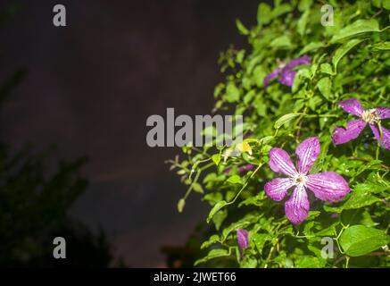 Blumen von Clematis mit Regentropfen, im Hintergrund des Nachthimmels Stockfoto