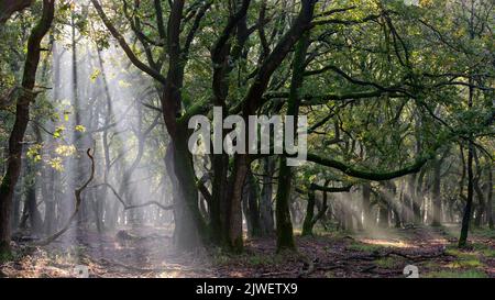 Sonnenstrahlen und Nebel in einem Märchenwald mit alten Eichen Stockfoto
