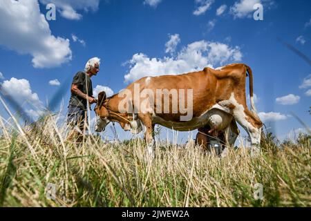 KOMAR, UKRAINE - 30. AUGUST 2022 - Bauer Mykola Ivanovych hält eine Kuh noch, wie seine Frau Iryna melkt sie auf dem Feld, Komar Dorf, Donezk Region, e Stockfoto