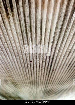 Vertikale Linien Stockfoto