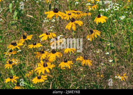 Die Schwarzäugige Susan & Daisy Fleabane sind oft zwei einheimische Wildblumen Gefunden wächst zusammen in alten Feldern und wilden Wiesen in der Nordost Vereinigte Staaten Stockfoto