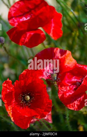 Gruppe von Mohnblumen mit einem grünen unfokussierten Hintergrund eines nicht kultivierten Feldes, mit selektivem Fokus Stockfoto