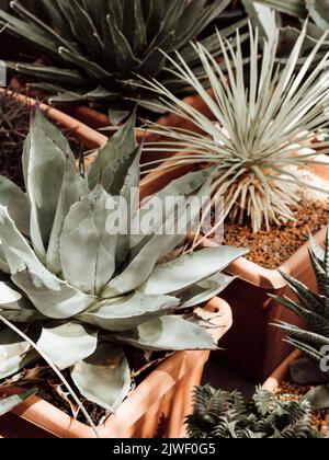 Sammlung von verschiedenen bunten Sukulenten an sonnigen Tagen. Sukkulent Garten in Töpfen. Stockfoto