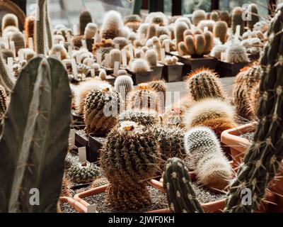 Große Sammlung von Kakteen in Töpfen. Verschiedene Arten von schönen Kaktusgarten. Stockfoto