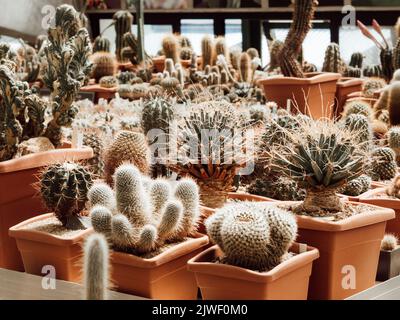 Große Sammlung von Kakteen in Töpfen. Verschiedene Arten von schönen Kaktusgarten. Stockfoto