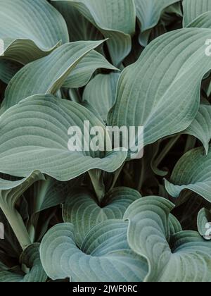 Nahaufnahme von grün-blauen Blättern mit abstraktem tropischem Naturhintergrund, botanischer Naturoberfläche Stockfoto