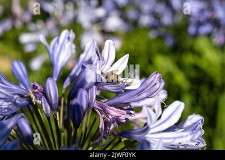 Agapanthus praecox, blaue Lilienblüte, Nahaufnahme. Afrikanische Lilie oder Nillilie ist eine beliebte Gartenpflanze in der Familie der Amaryllidaceae. C Stockfoto