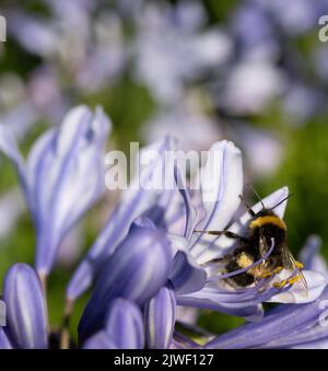 Agapanthus praecox, blaue Lilienblüte, Nahaufnahme. Afrikanische Lilie oder Nillilie ist eine beliebte Gartenpflanze in der Familie der Amaryllidaceae. C Stockfoto