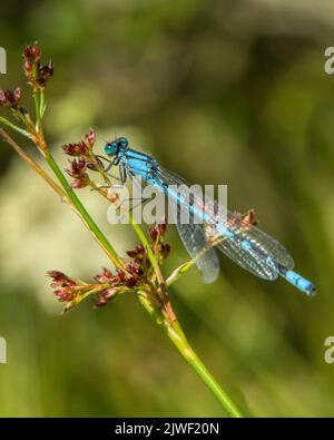 Eine blaue Libelle ruht auf dem Stamm einer Pflanze. Stockfoto