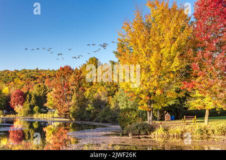 Kanadagänse fliegen über einen Teich in einer farbenfrohen Herbstlandschaft Stockfoto