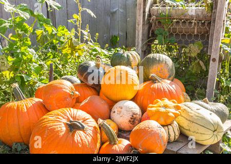 Viele Sorten von Squashs und Kürbissen auf einem Tisch. Herbstlandschaft Stockfoto